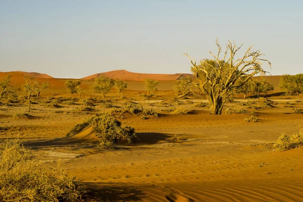 Namibia Parque Nacional Sossusvlei Dunas Arena — Foto de Stock