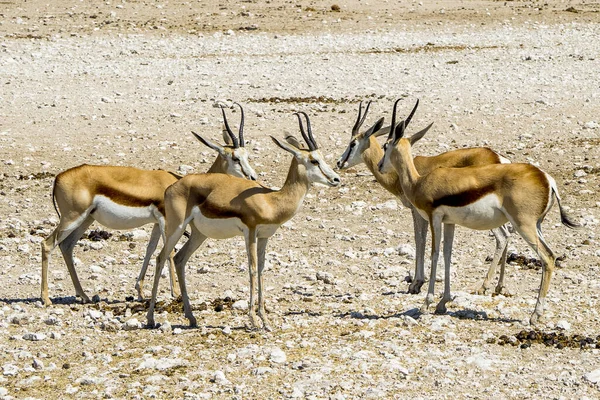 Namibie Národní Park Etosha Impala — Stock fotografie