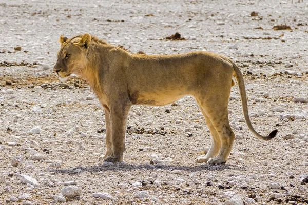 Namibia Parcul Național Etosha Leul — Fotografie, imagine de stoc