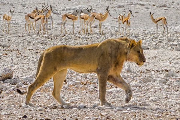 Namíbia Parque Nacional Etosha Leão — Fotografia de Stock