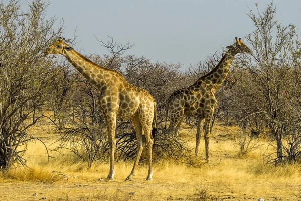 Herbivore Girafes Animaux Savane — Photo