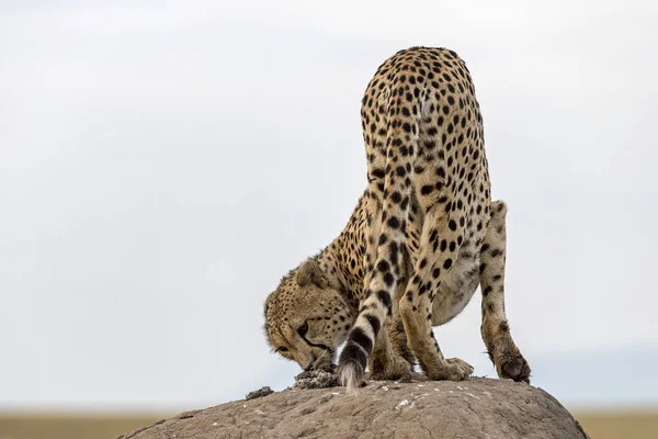 Guepardo Acinonyx Jubatus Colina Masai Mara Kenya África Oriental — Foto de Stock