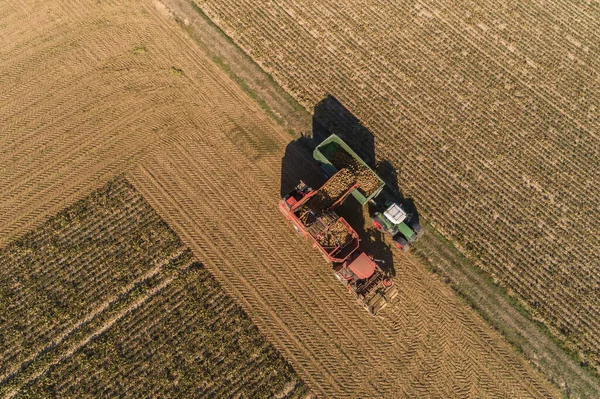 Ernte Auf Einem Zuckerrübenfeld — Stockfoto