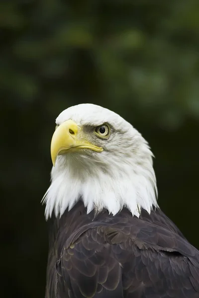 Kel Kartal Haliaeetus Leucocephalus — Stok fotoğraf