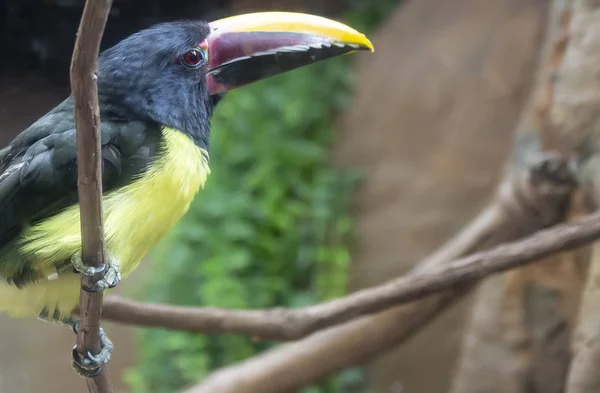 Цветные Acari Toucan Сидел Виноградной Лозе Каменным Фоном — стоковое фото