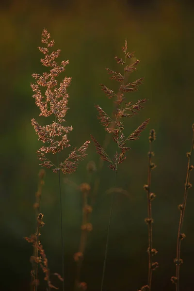 Поле Закате Закат Лугу Трава Фоне Солнечного Света Лето Осень — стоковое фото