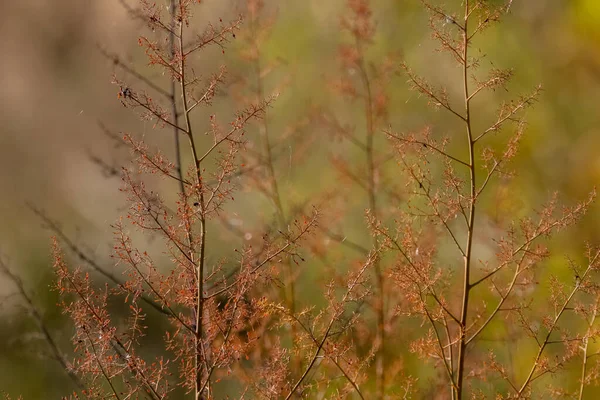 Fält Vid Solnedgången Solnedgång Ängen Gräs Solljuset Bakgrund Sommar Höst — Stockfoto