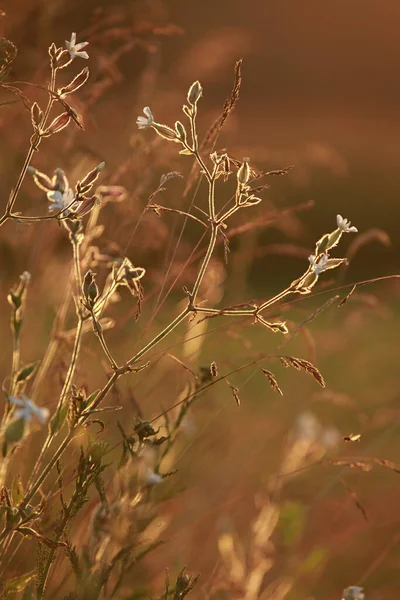 Поле Закате Закат Лугу Трава Фоне Солнечного Света Лето Осень — стоковое фото