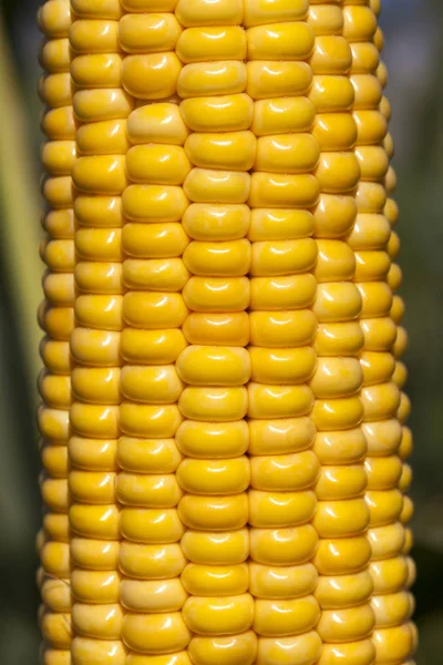 Peeled Corn Cob Yellow Corn End Summer Ripening Cereal Crop — Stock Photo, Image