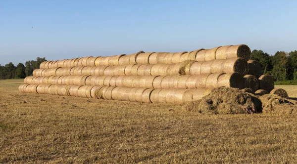 Tvinnade Högar Halm Efter Skörd Korn Sommaren Landskap — Stockfoto