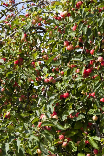 Κόκκινα Άγρια Μήλα Στα Κλαδιά Ενός Δέντρου Πράσινο Φύλλωμα Καλοκαιρινή — Φωτογραφία Αρχείου