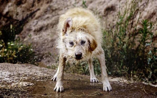 Hund Skakar Vatten Detalj Ett Vått Djur Njuta Och Kul — Stockfoto