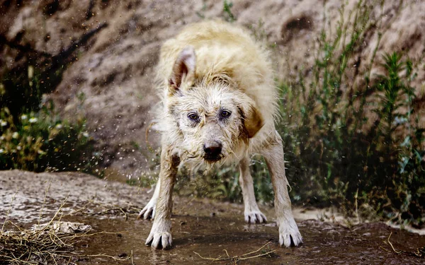 Dog shaking water, detail of a wet animal, enjoying and having fun