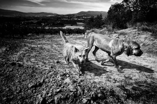 Δύο Σκύλοι Τρέχουν Και Απολαμβάνουν Στη Φύση Λεπτομέρεια Των Ζώων — Φωτογραφία Αρχείου