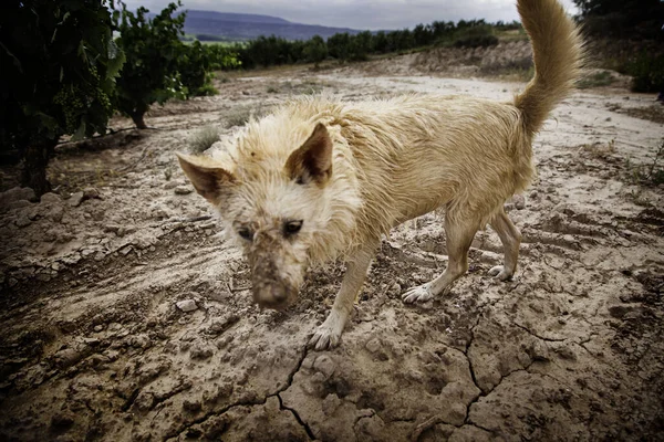 Våt Hund Fältet Detalj Husdjur Njuter — Stockfoto