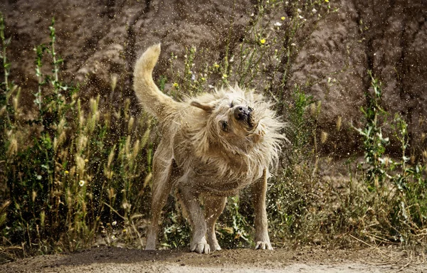 Hund Skakar Vatten Detalj Ett Vått Djur Njuta Och Kul — Stockfoto