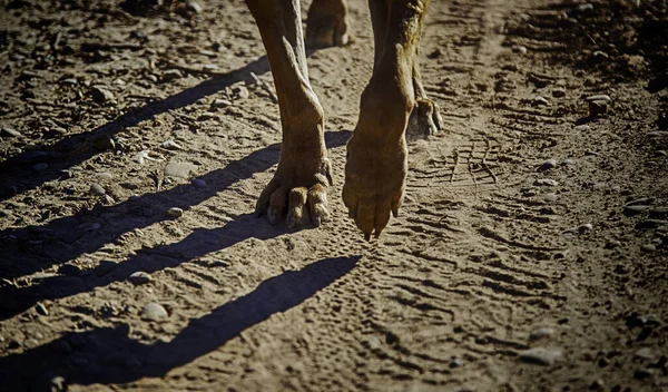 Närbild Vandrande Hund Tassar Detalj Djur Däggdjur Naturen Husdjur — Stockfoto