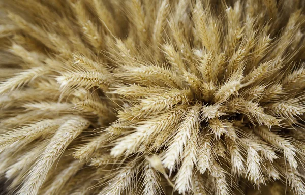 新鮮な収穫枝に乾燥小麦 シリアルの詳細 健康食品 — ストック写真