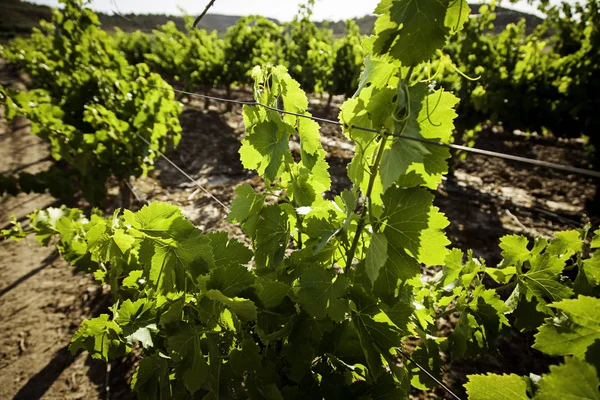 Field Vineyards Make Wine Detail Ecological Cultivation Wine Grape — Stock Photo, Image