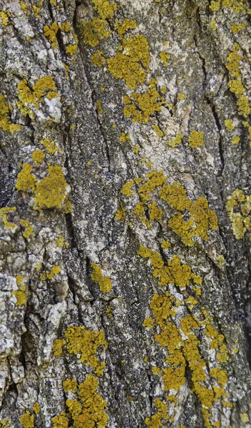 Struktura Kůry Stromu Mechem Detail Stromu Lese — Stock fotografie