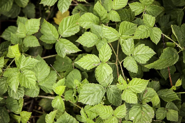 Folhas Verdes Uma Amoreira Detalhe Uma Floresta Com Frutas — Fotografia de Stock