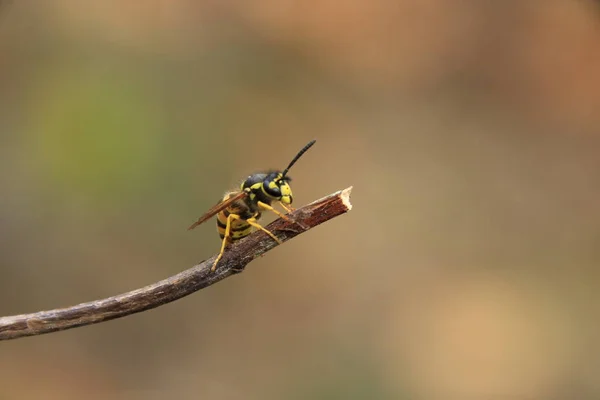 Wasp Sienta Una Sucursal Otoño — Foto de Stock