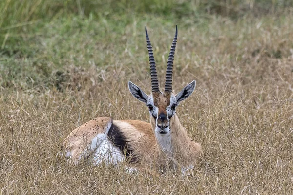 Westelijke Thomson Gazelle Eudorcas Nasalis Masai Mara Provincie Narok Kenya — Stockfoto