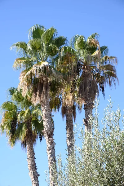 Palmbladeren Achtergrond Kopieer Ruimte — Stockfoto