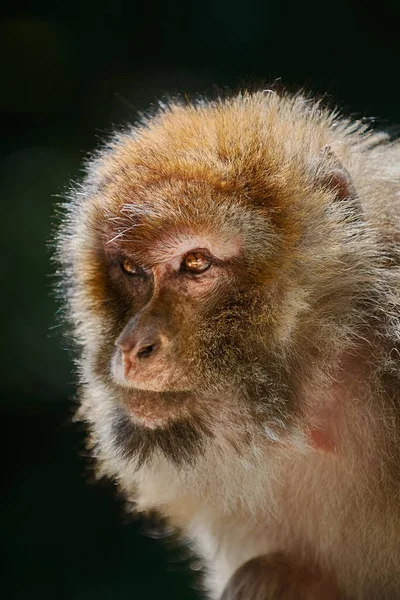 Primer Plano Retrato Macaco Berbería Macaca Sylvanus — Foto de Stock