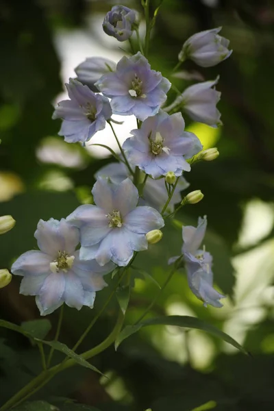 Nahaufnahme Einer Blühenden Blume Garten — Stockfoto