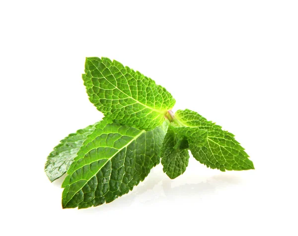 Fresh Mint Leaf Isolated White Background — Stock Photo, Image