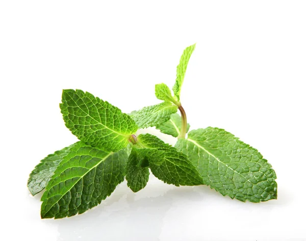 Feuille Menthe Fraîche Isolée Sur Fond Blanc — Photo