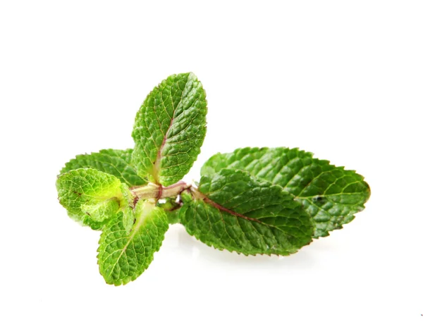 Hoja Menta Fresca Aislada Sobre Fondo Blanco — Foto de Stock