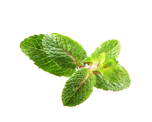 Fresh Mint Leaf Isolated White Background — Stock Photo, Image