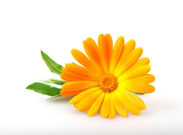 Ringelblume Calendula Officinalis Isoliert Auf Weißem Hintergrund — Stockfoto