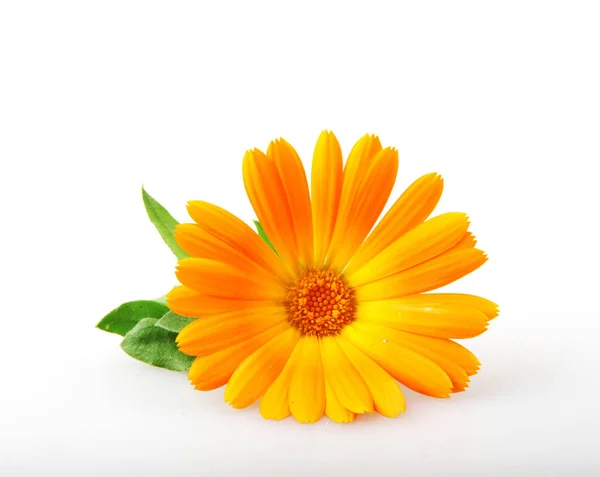 Ringelblume Calendula Officinalis Isoliert Auf Weißem Hintergrund — Stockfoto