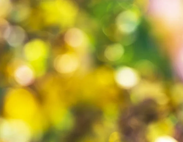 Rozmazané Pozadí Abstraktní Žlutých Květin Plnoformátový — Stock fotografie