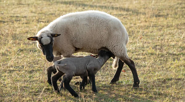 Rhoen Ovelha Com Preta Branca Com Cordeiros Pequenos — Fotografia de Stock