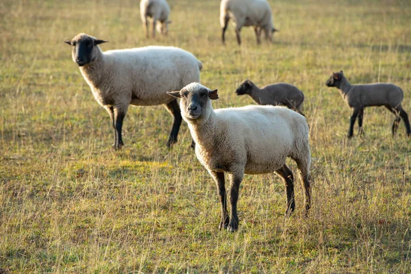 ローエン羊 小さな子羊と黒と白のウールと羊 — ストック写真