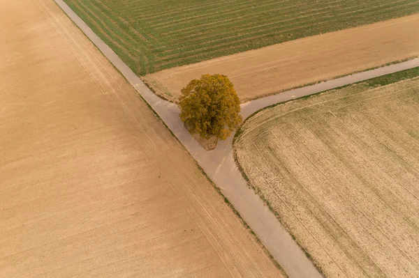 Osamělý Strom Krajině — Stock fotografie