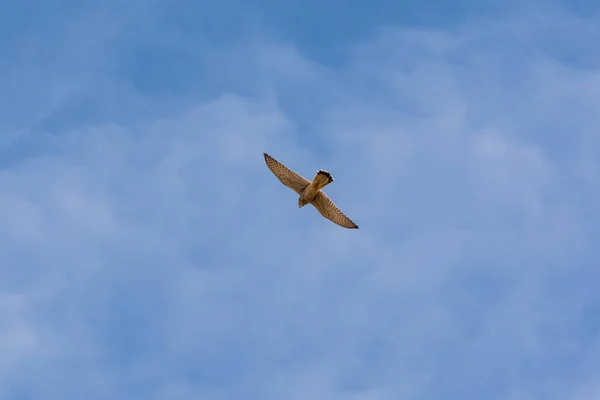 Ein Fliegender Falke Blauen Himmel — Stockfoto