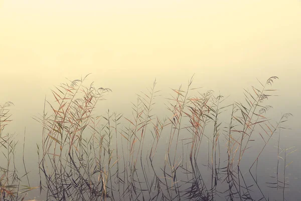 Lac Marécageux Dans Brouillard Avec Sentier Pédestre — Photo