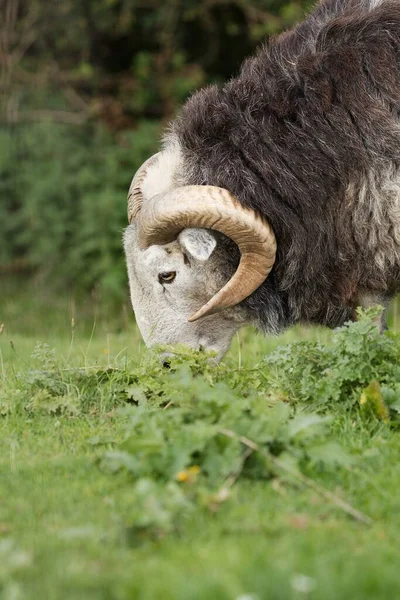 Male Pâturage Moutons Sur Une Prairie Verte Fraîche — Photo