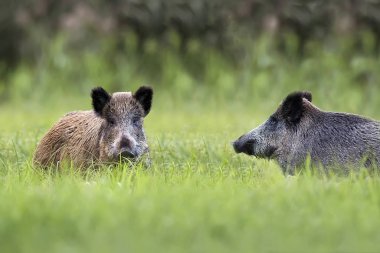 Wild boars in a clearing, in the wild  clipart