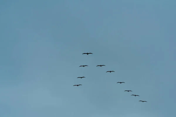 Uma Fotografia Bando Pelicanos Marrons Voando Uma Formação Céu Azul — Fotografia de Stock