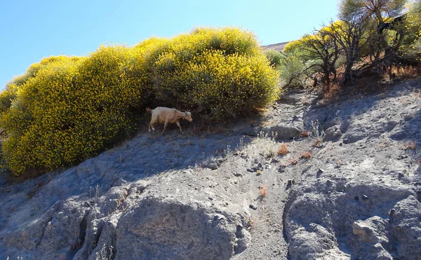 Koza Žluté Keře Ostrově Vulcano Itálie — Stock fotografie
