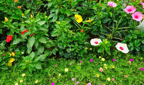 マレーシアのペナンに異なる色でいくつかの花 — ストック写真