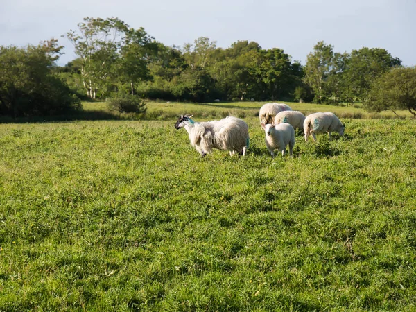 アイルランドの森の前に緑の草原の羊の小群れ — ストック写真