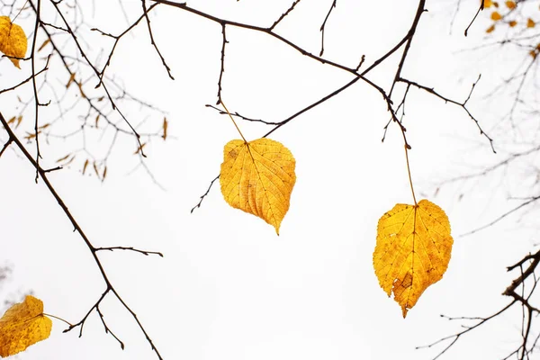 Желтые Последние Листья Ветвях Дерева Линден Осенью — стоковое фото