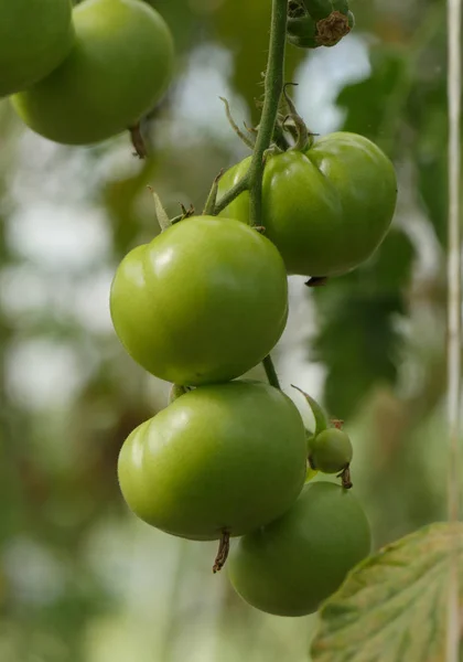Πράσινες Ντομάτες Στον Κήπο Μια Στενή Επάνω — Φωτογραφία Αρχείου